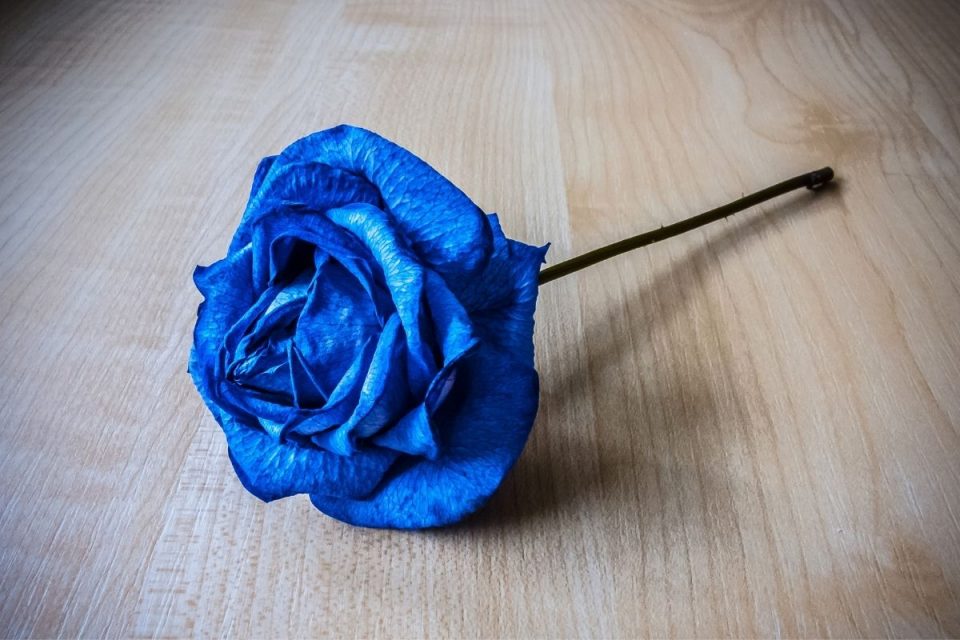 Blue Rose Meaning Little Mystery Behind Blue Color Plantisima
