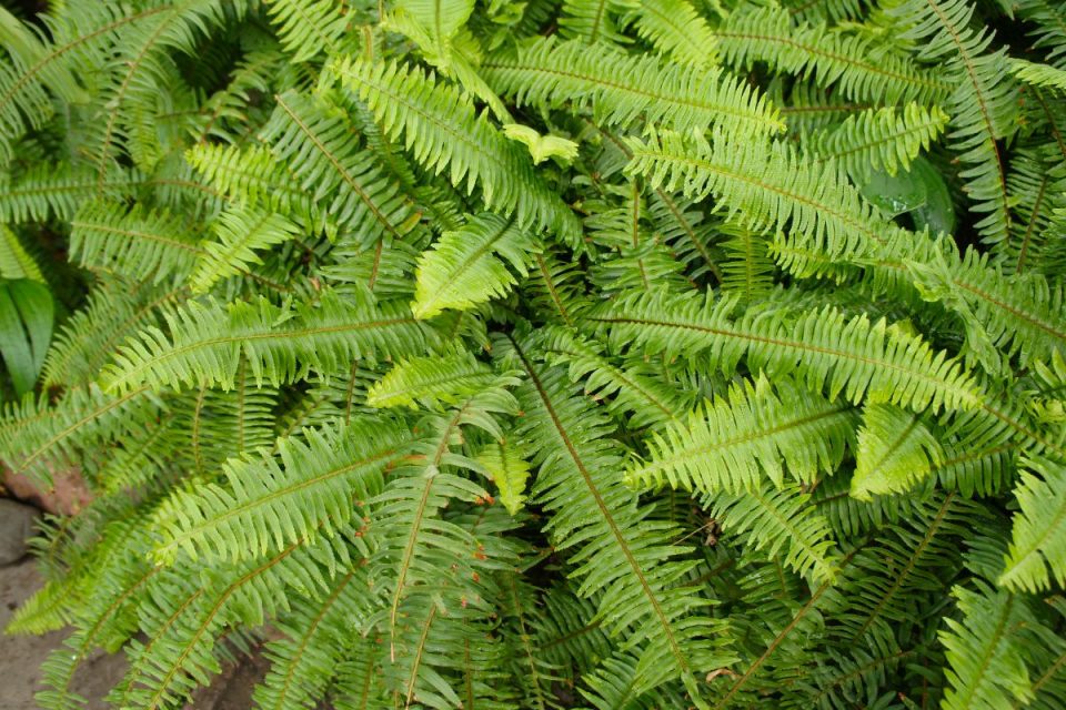 Fluffy Ruffle Fern Perfect Plant For Your Living Room Plantisima