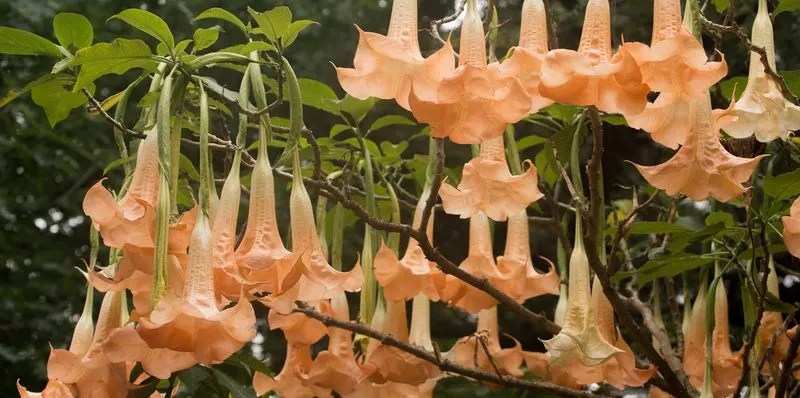 Angel&rsquo;s Trumpet