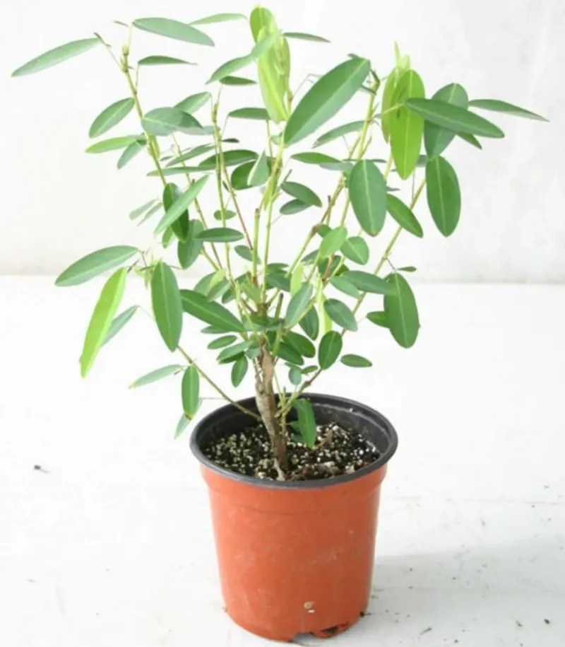 8 Bizarre Plants That ShapeShift to Fool Predators and Prey