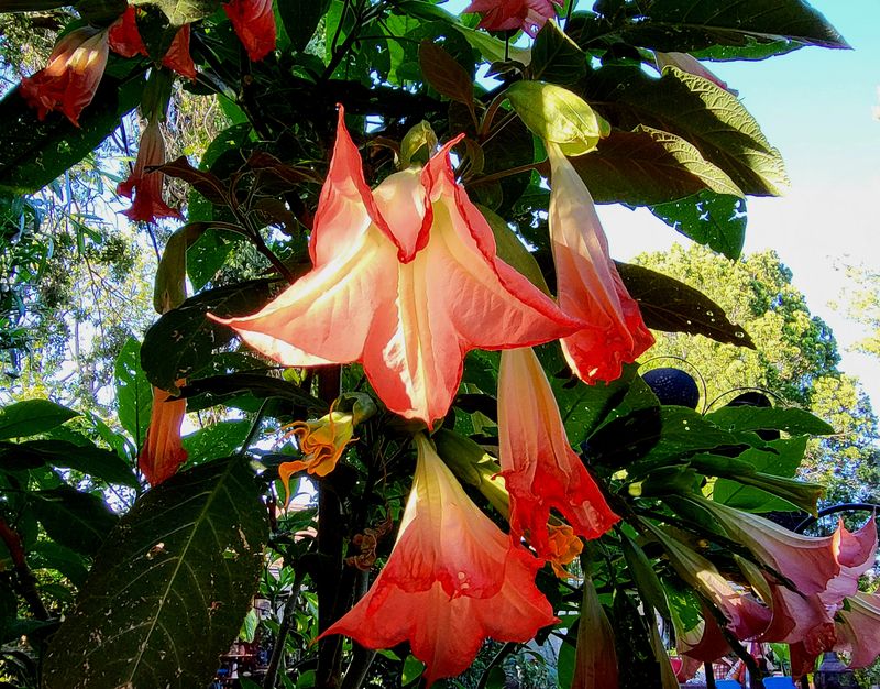 Angel&rsquo;s Trumpet