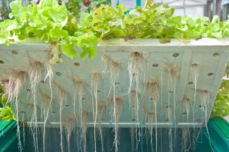 Exploring Hydroponic Systems