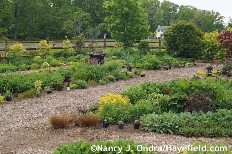 Ignoring Climate Suitability