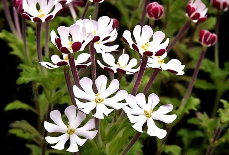 Night Phlox