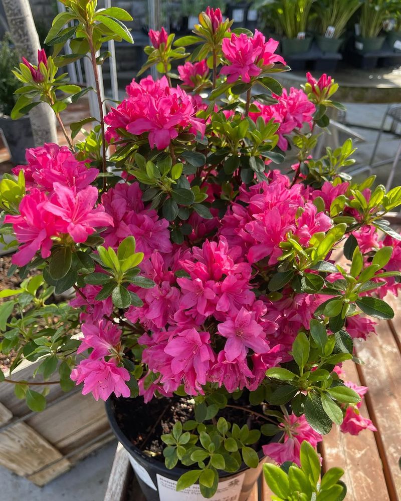 Azalea