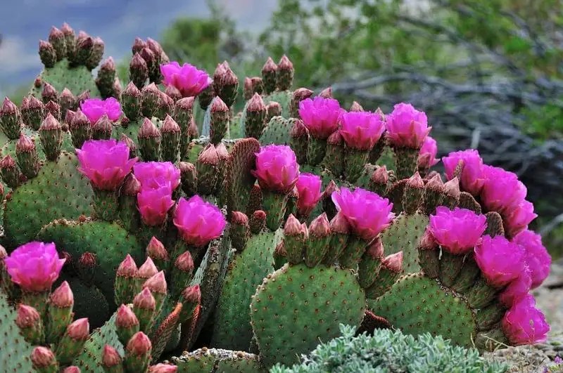 Cactus from Mexico