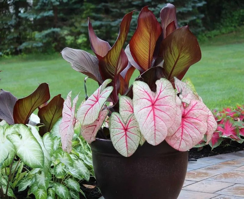 Caladium
