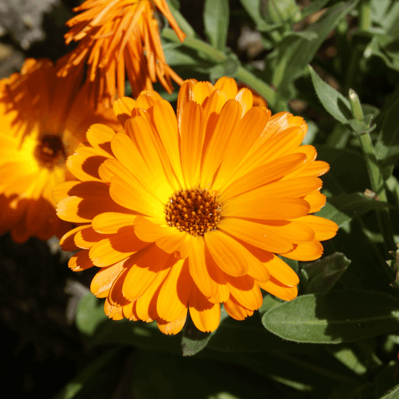 Calendula