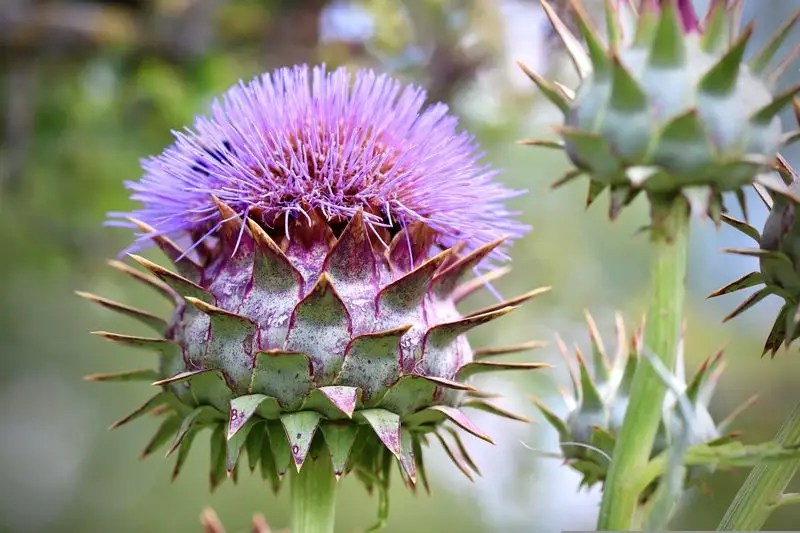 Cardoon