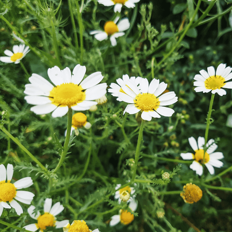 Chamomile