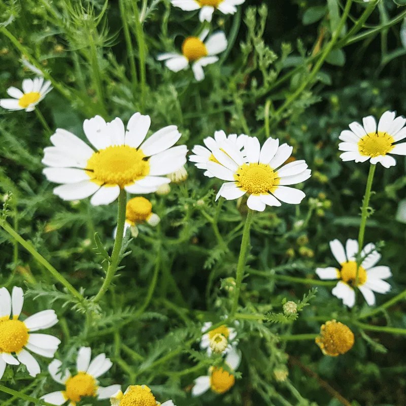 Chamomile