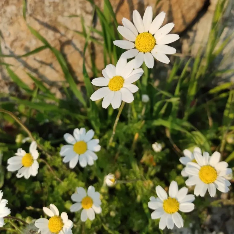 Chamomile