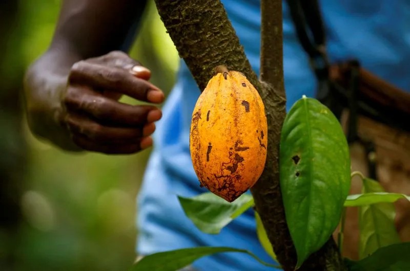 Cocoa Beans from Ivory Coast