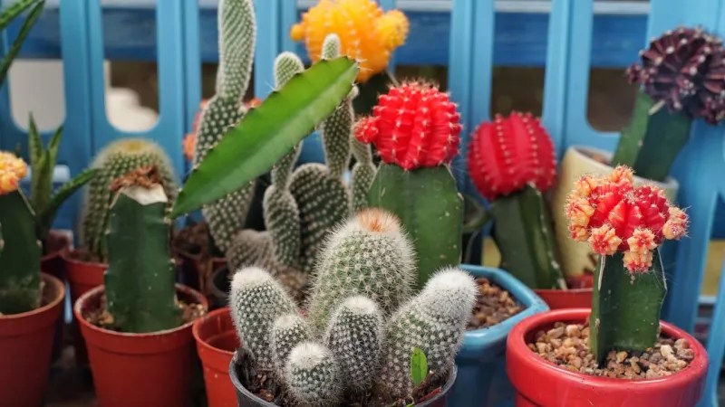 Colorful Cacti