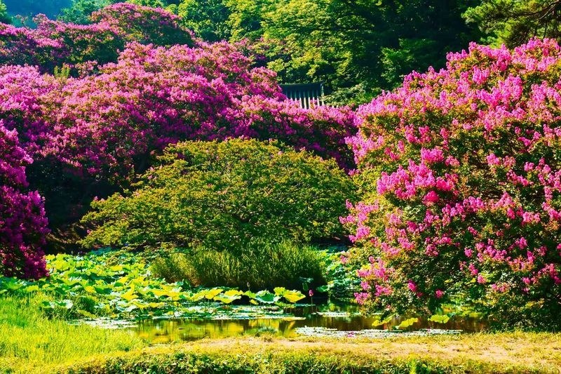 Dense Shrubbery