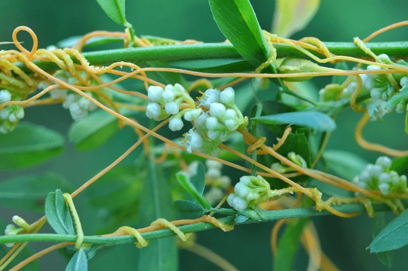 Dodder Plant