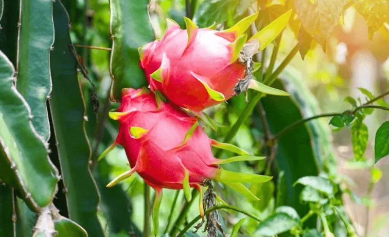 Dragon Fruit Cactus