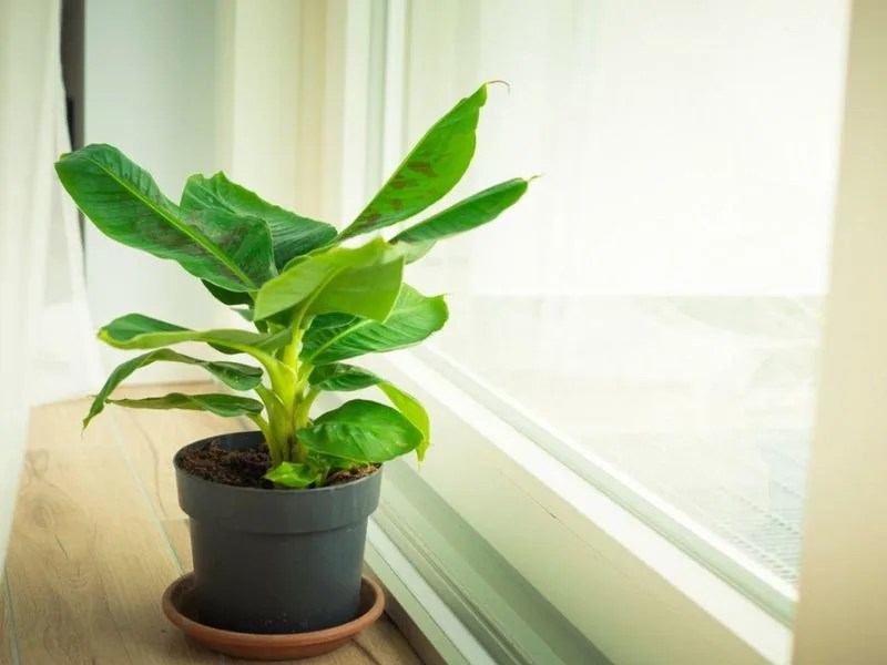 Dwarf Banana Plant