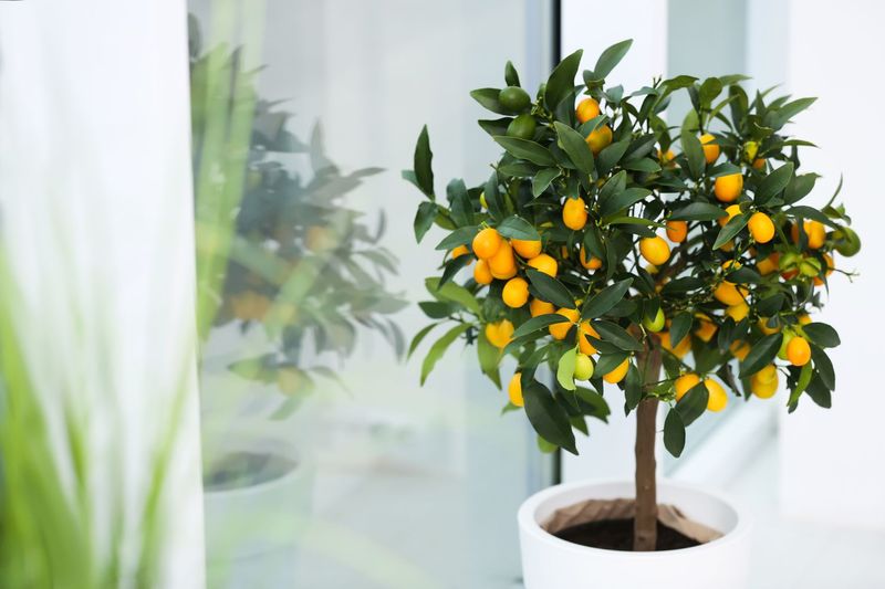 Dwarf Citrus Tree