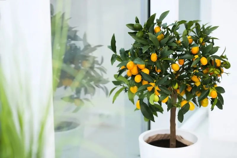 Dwarf Citrus Tree