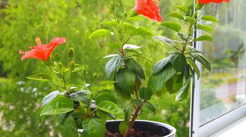 Dwarf Hibiscus