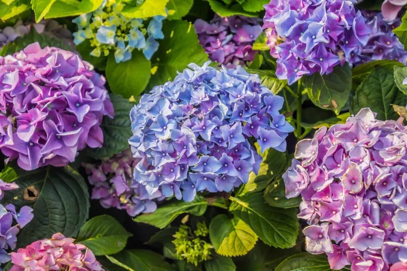 Dwarf Hydrangea