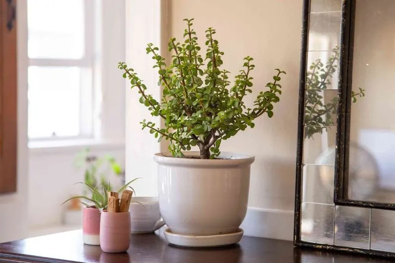 Dwarf Jade Plant
