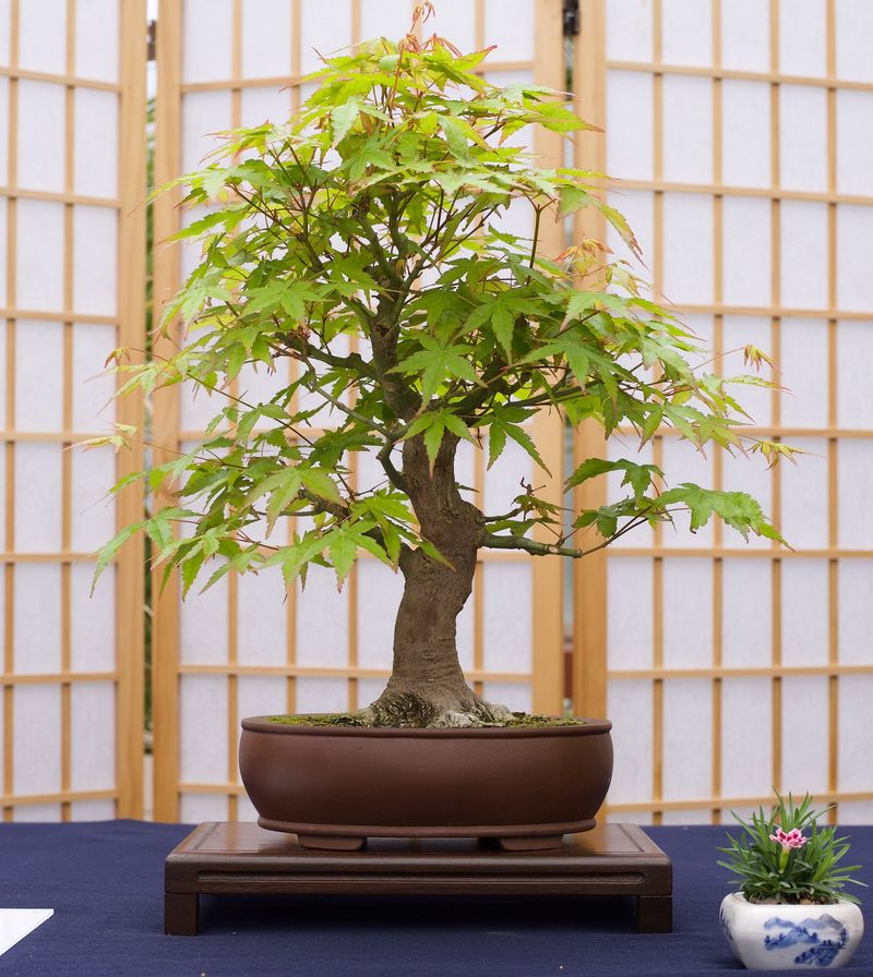 Dwarf Japanese Maple