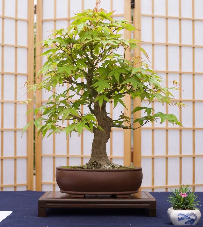 Dwarf Japanese Maple