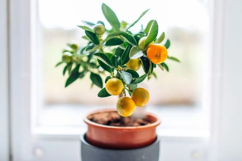 Dwarf Meyer Lemon