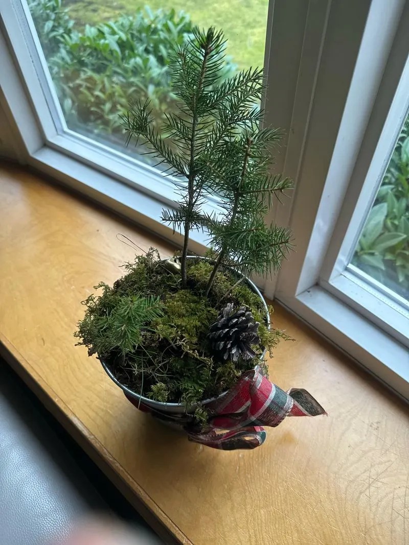 Dwarf Pine Tree
