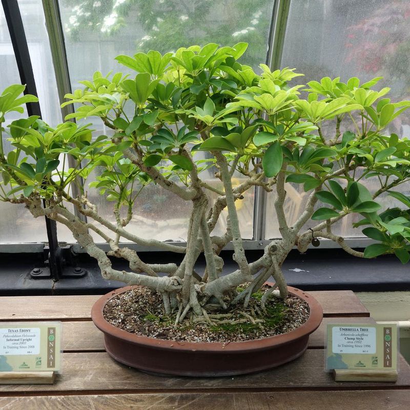 Dwarf Umbrella Tree