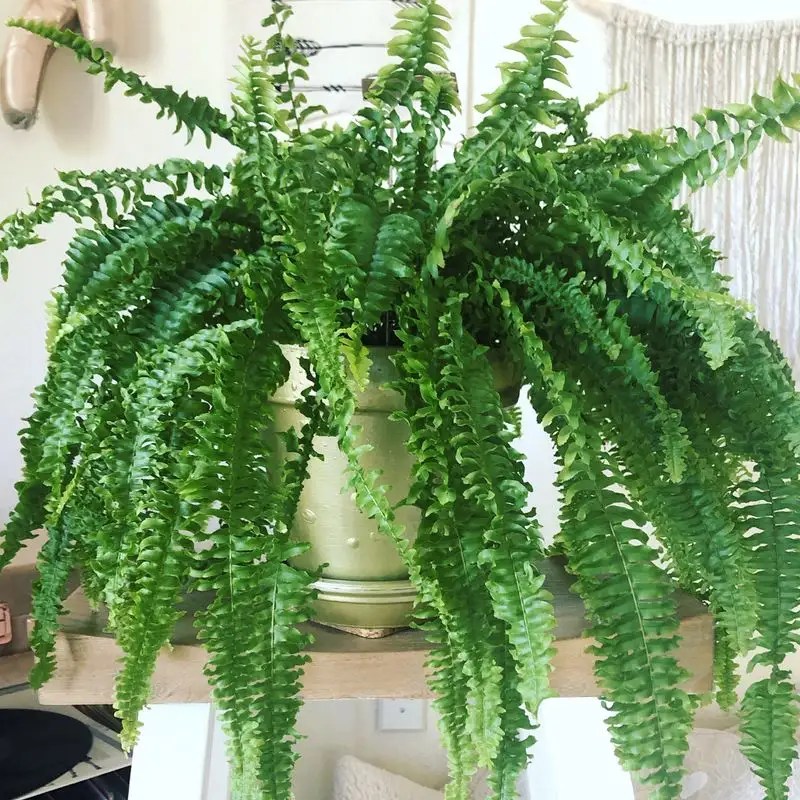 Fern