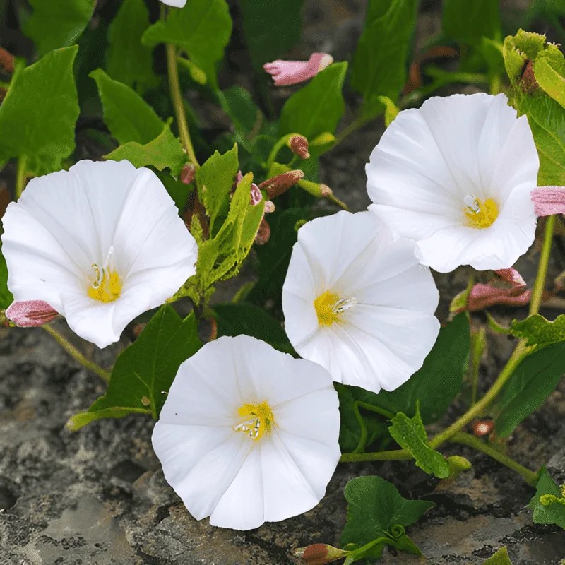 Field Bindweed