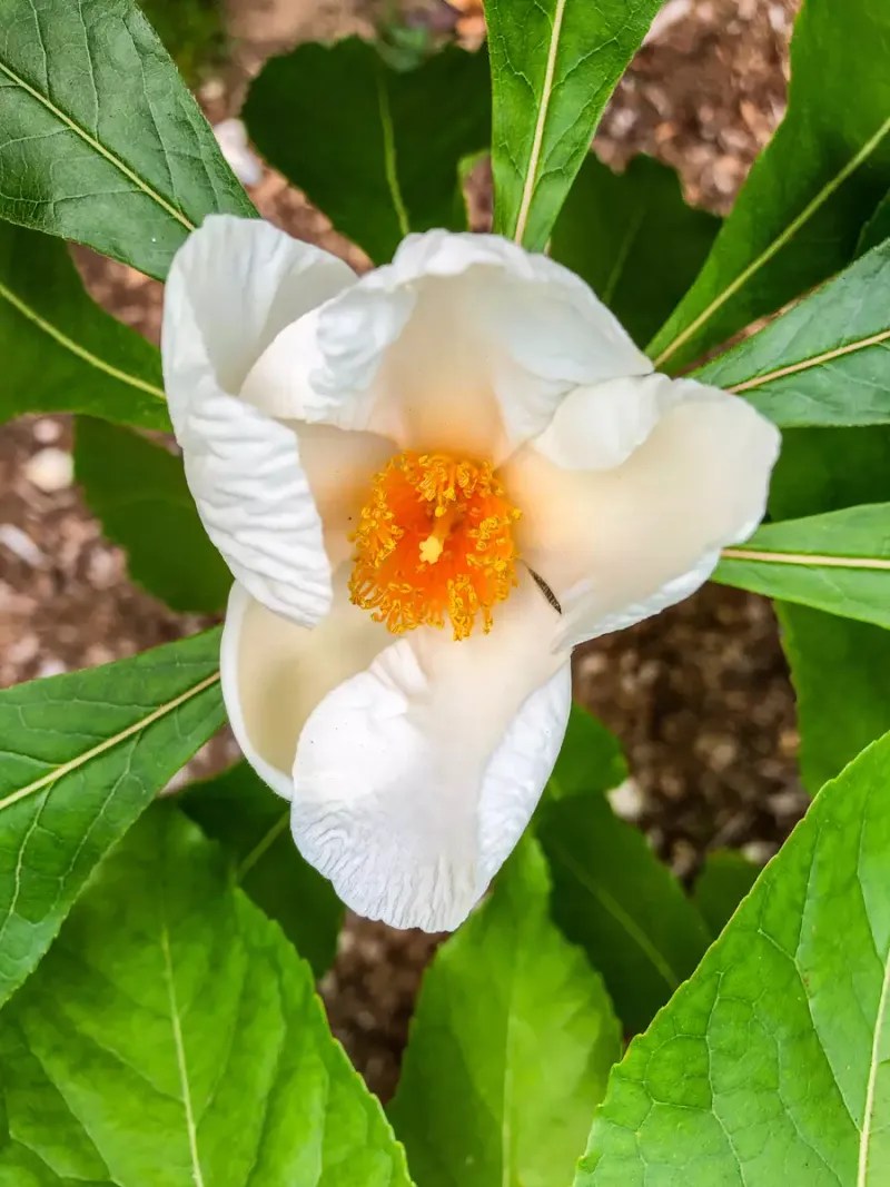 Franklin Tree Flower