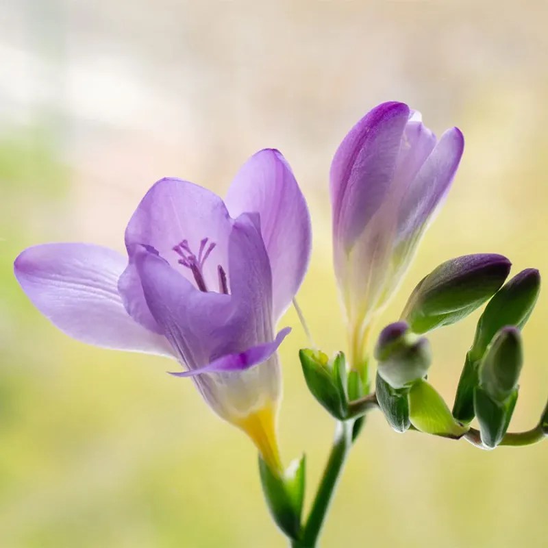 Freesia