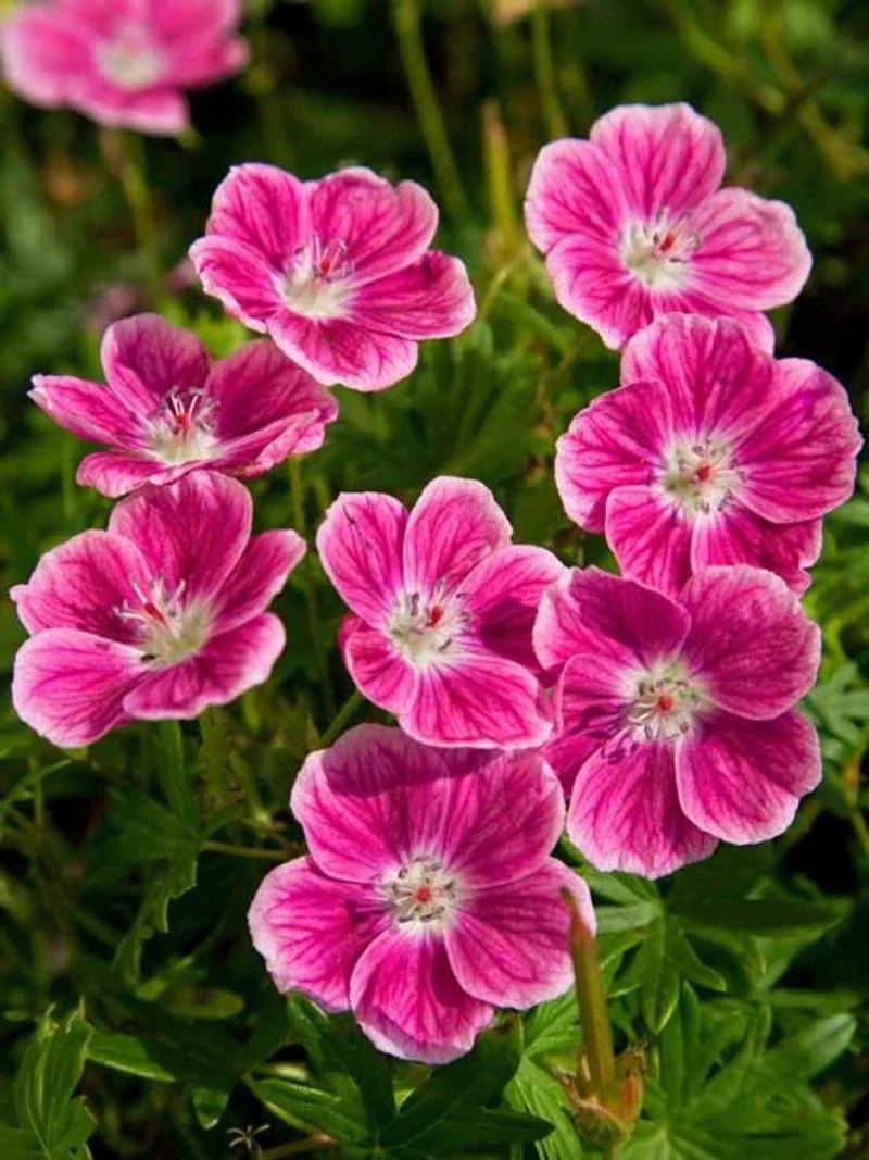 Geranium
