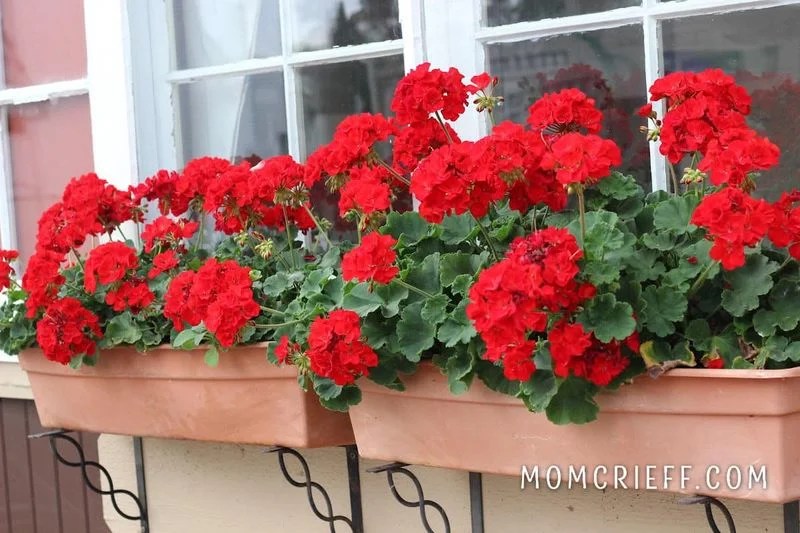 Geraniums