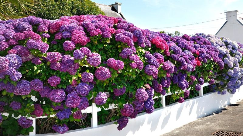Hydrangea Hedge