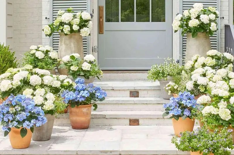 Hydrangeas