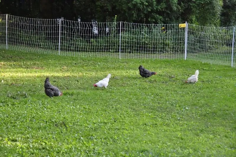 Ignoring Predator Proofing