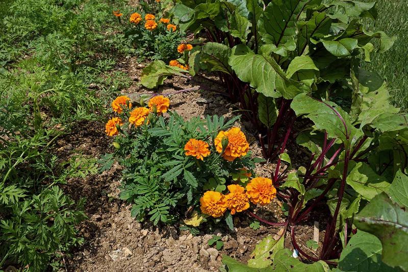 Implement Companion Planting