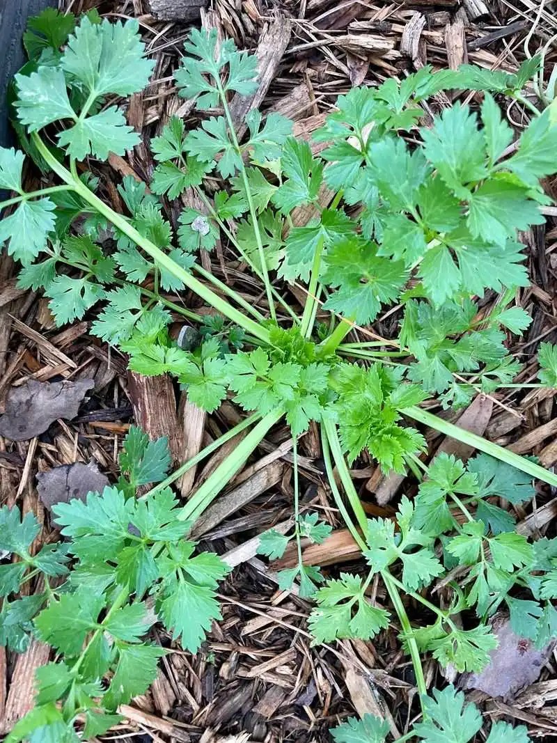 Incorrect Temperature