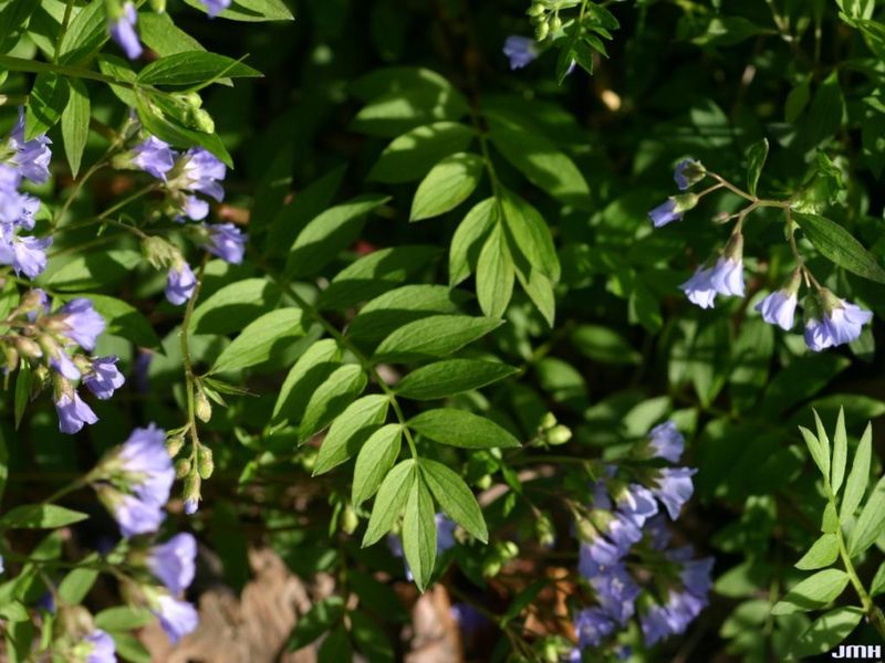 Jacob&rsquo;s Ladder