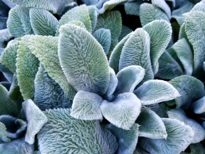 Lamb&rsquo;s Ear