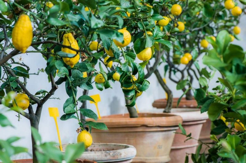 Lemon Tree