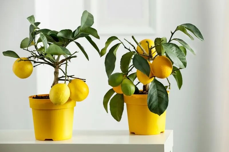 Lemon Tree