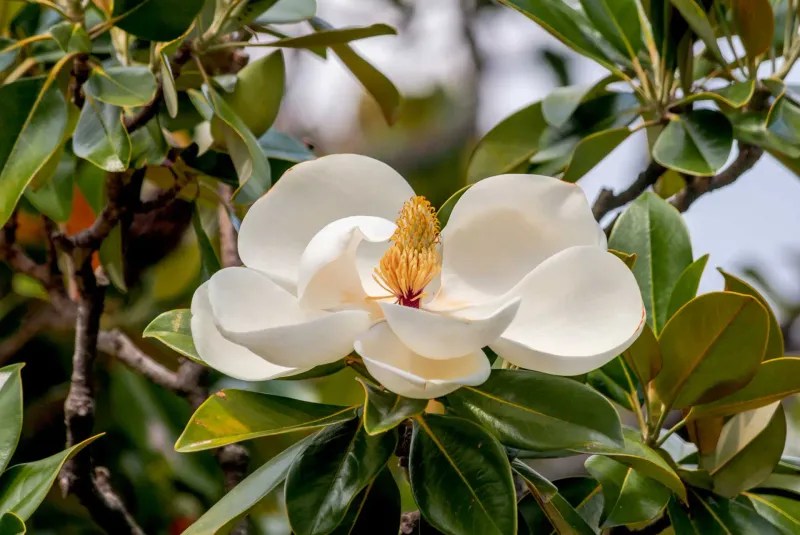 Magnolia Tree