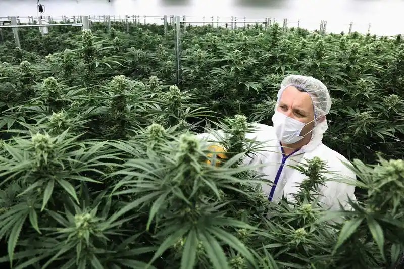 Marijuana from Canada