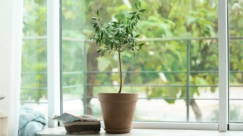 Miniature Olive Tree